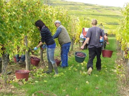 vendanges2012.JPG vendanges2012.JPG