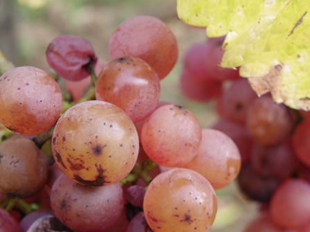 vendanges2012I.JPG vendanges2012I.JPG