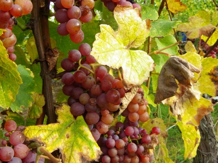 vendanges2012a.JPG vendanges2012a.JPG