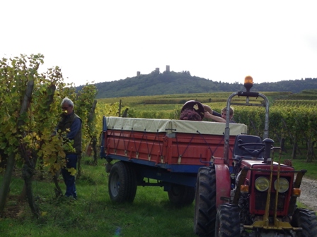 vendanges2012b.JPG vendanges2012b.JPG