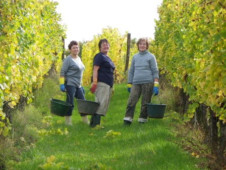 vendanges2012f.JPG vendanges2012f.JPG