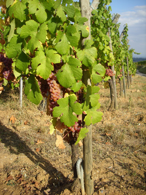 vignes_plantation.jpg vignes_plantation.jpg
